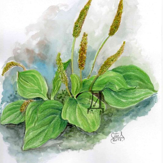 Herb broadleaf plantain, watercolor.